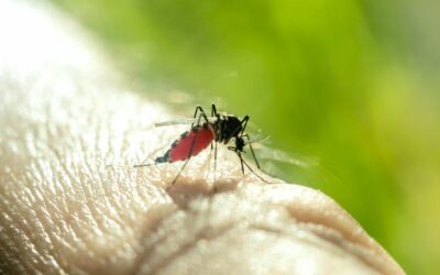 ZIKA, DENGUE Y CHIKUNGUNYA